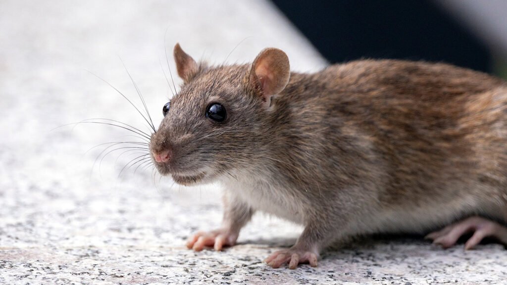 Deadly Rat Disease Spreads to Humans