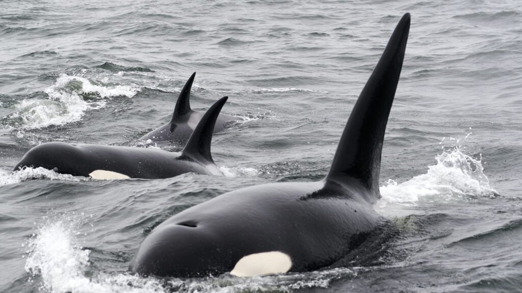 Killer Whales Sink $128,000 Yacht in Mediterranean Sea