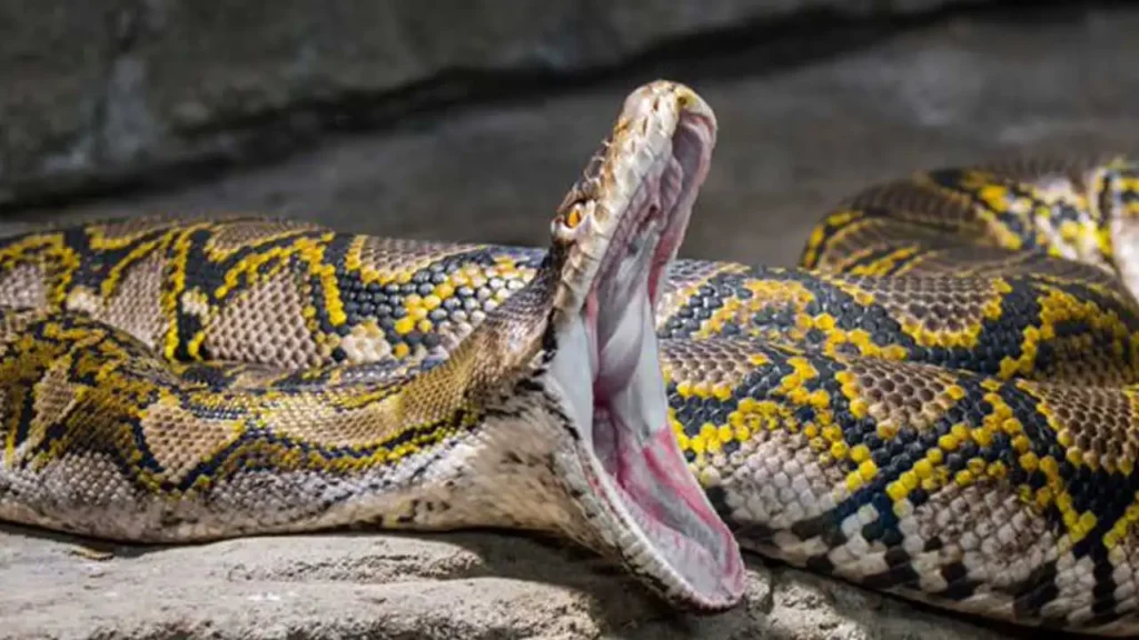 Elderly Woman Killed by Python in Central Indonesia, Third Fatal Attack in Three Months