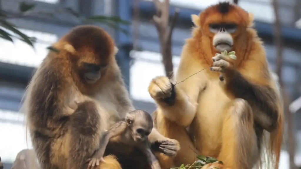 De Brazza's monkey at Hong Kong zoo