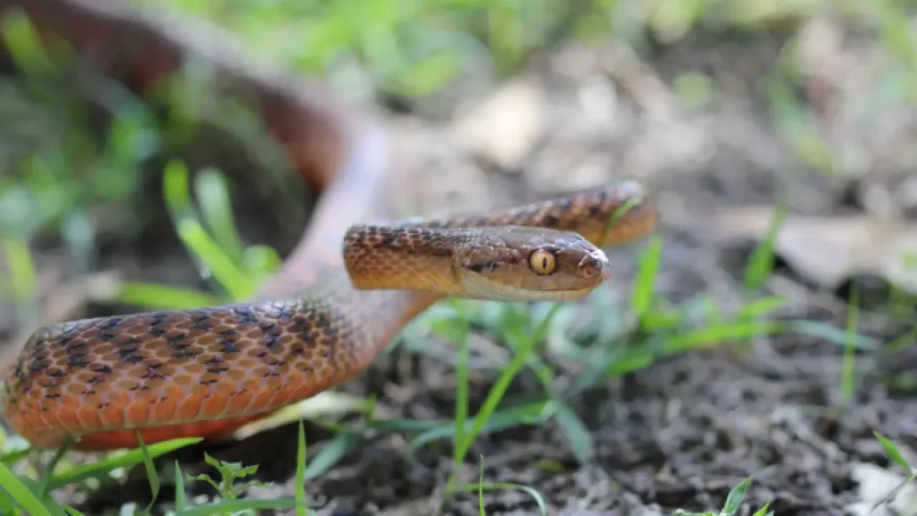 Brown tree snake curled on tree branch