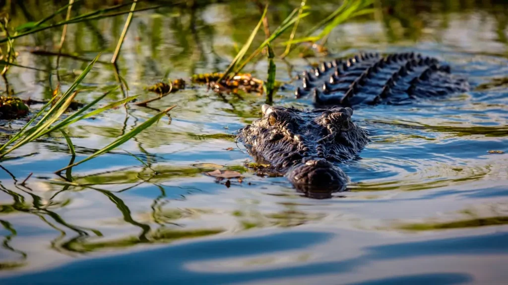 Burt the crocodile, Crocodile Dundee star, Burt saltwater crocodile, Australian wildlife icon, Crocodile Dundee film, Crocodile conservation legend