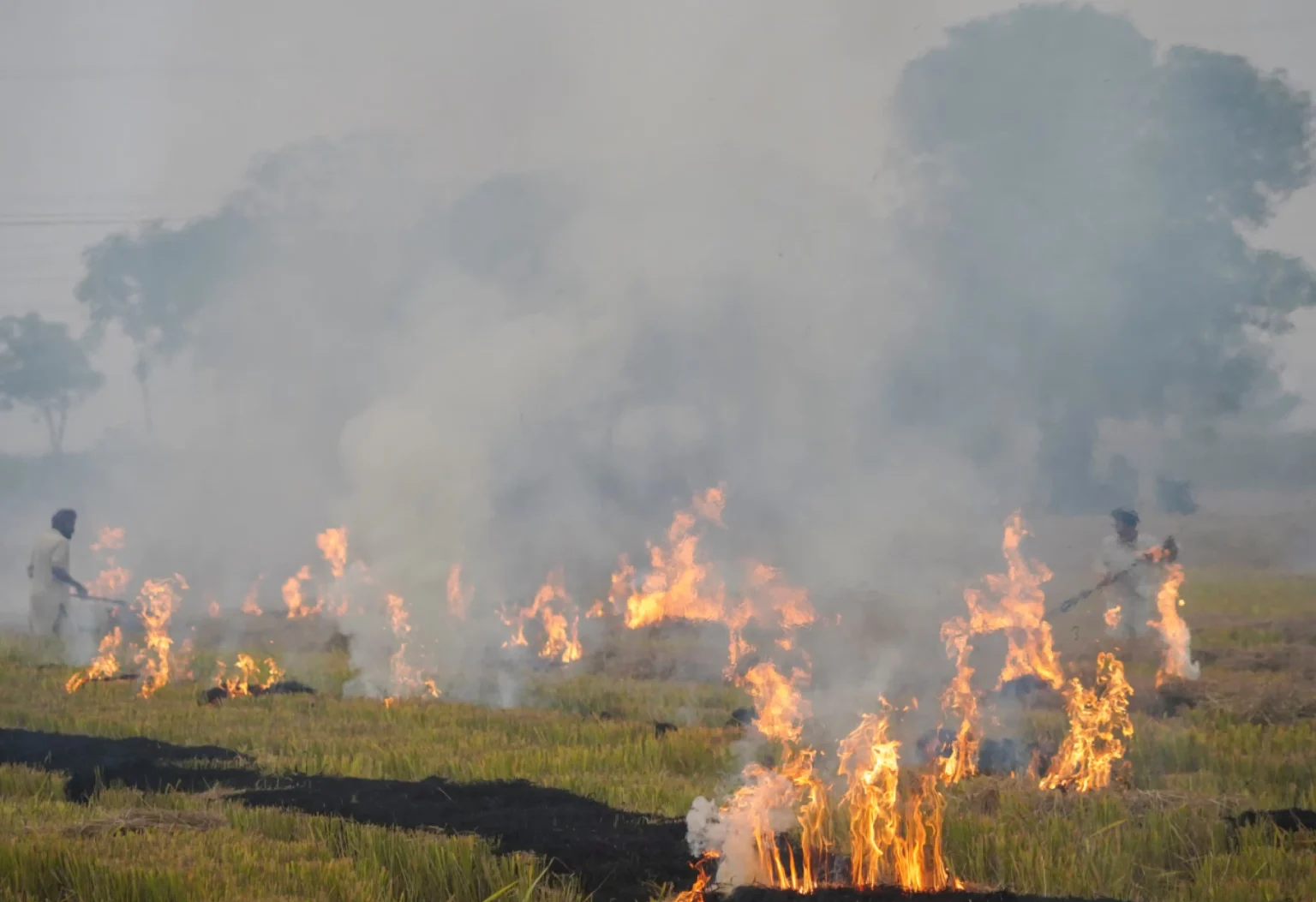 Image of farmer Nasim Miya standing in his burned field in Kushtia.