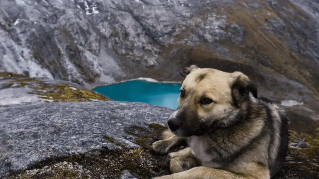 Stray dog guides lost hiker to safety in Peru's Andes Mountains